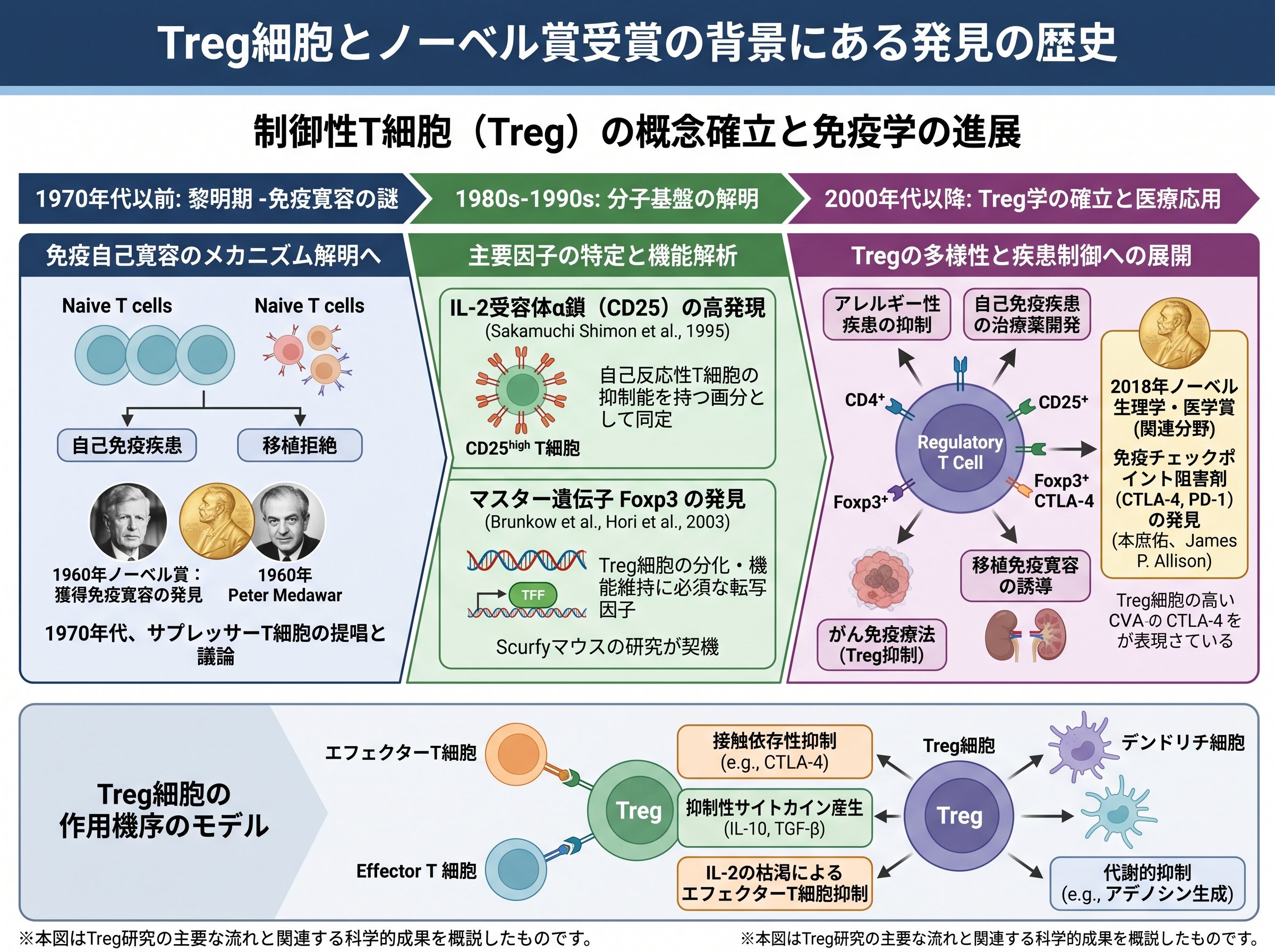Treg細胞とノーベル賞受賞の背景にある発見の歴史