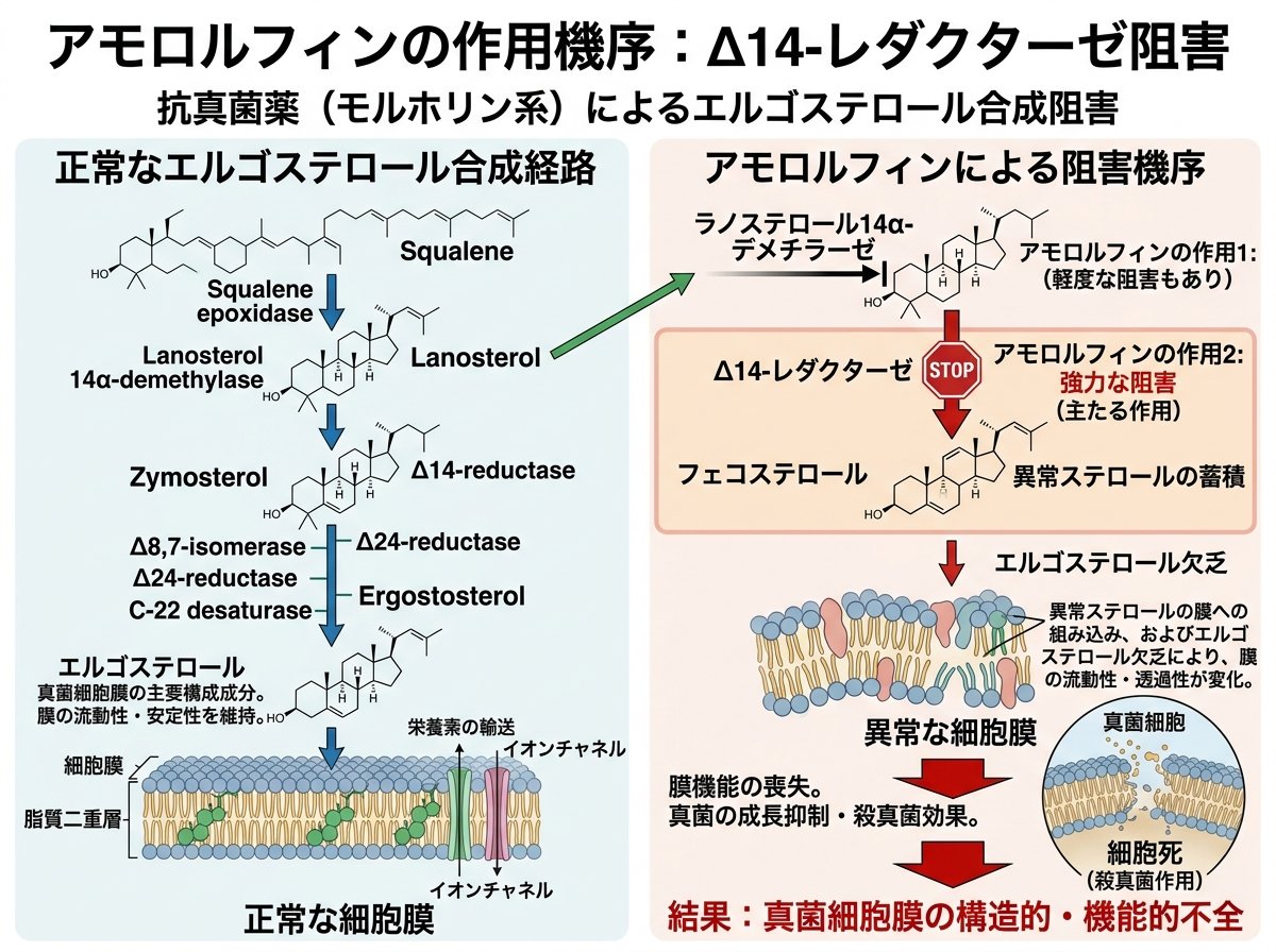 アモロルフィンの作用機序:Δ14-レダクターゼ阻害とは何か