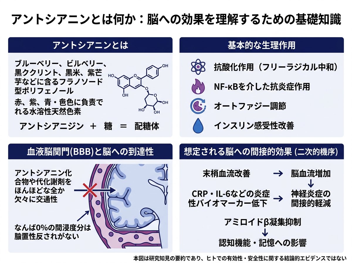 アントシアニンとは何か:脳への効果を理解するための基礎知識