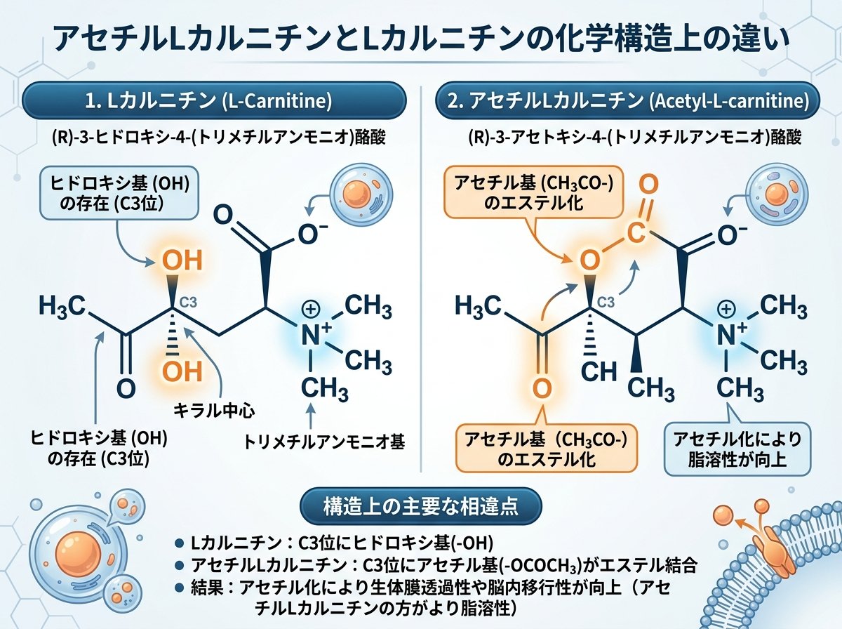 アセチルlカルニチンとLカルニチンの化学構造上の違い