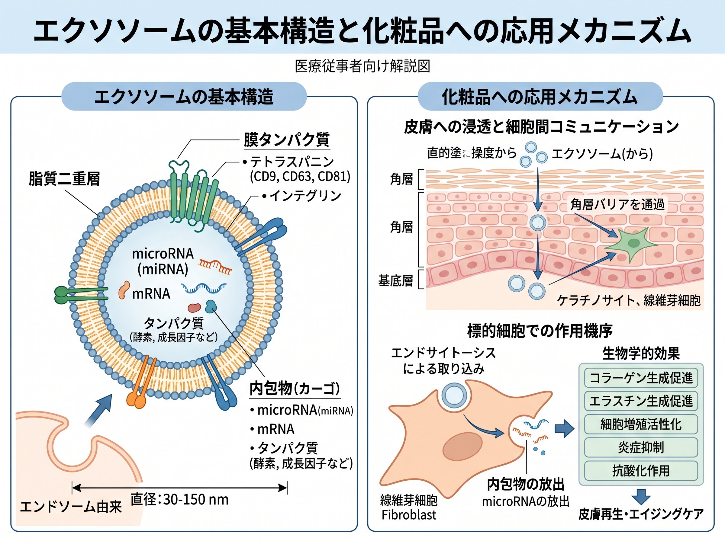 エクソソームの基本構造と化粧品への応用メカニズム