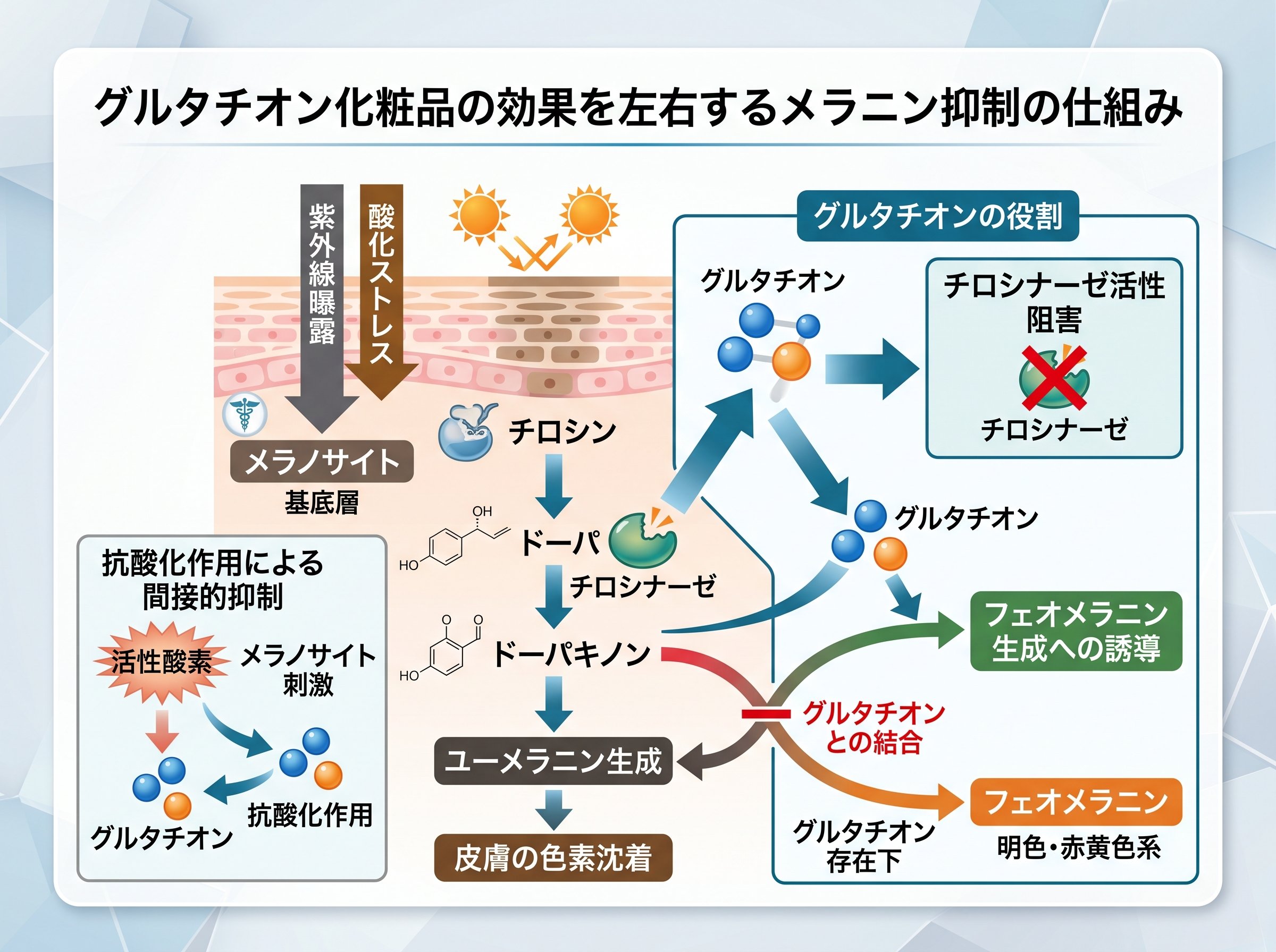 グルタチオン化粧品の効果を左右するメラニン抑制の仕組み