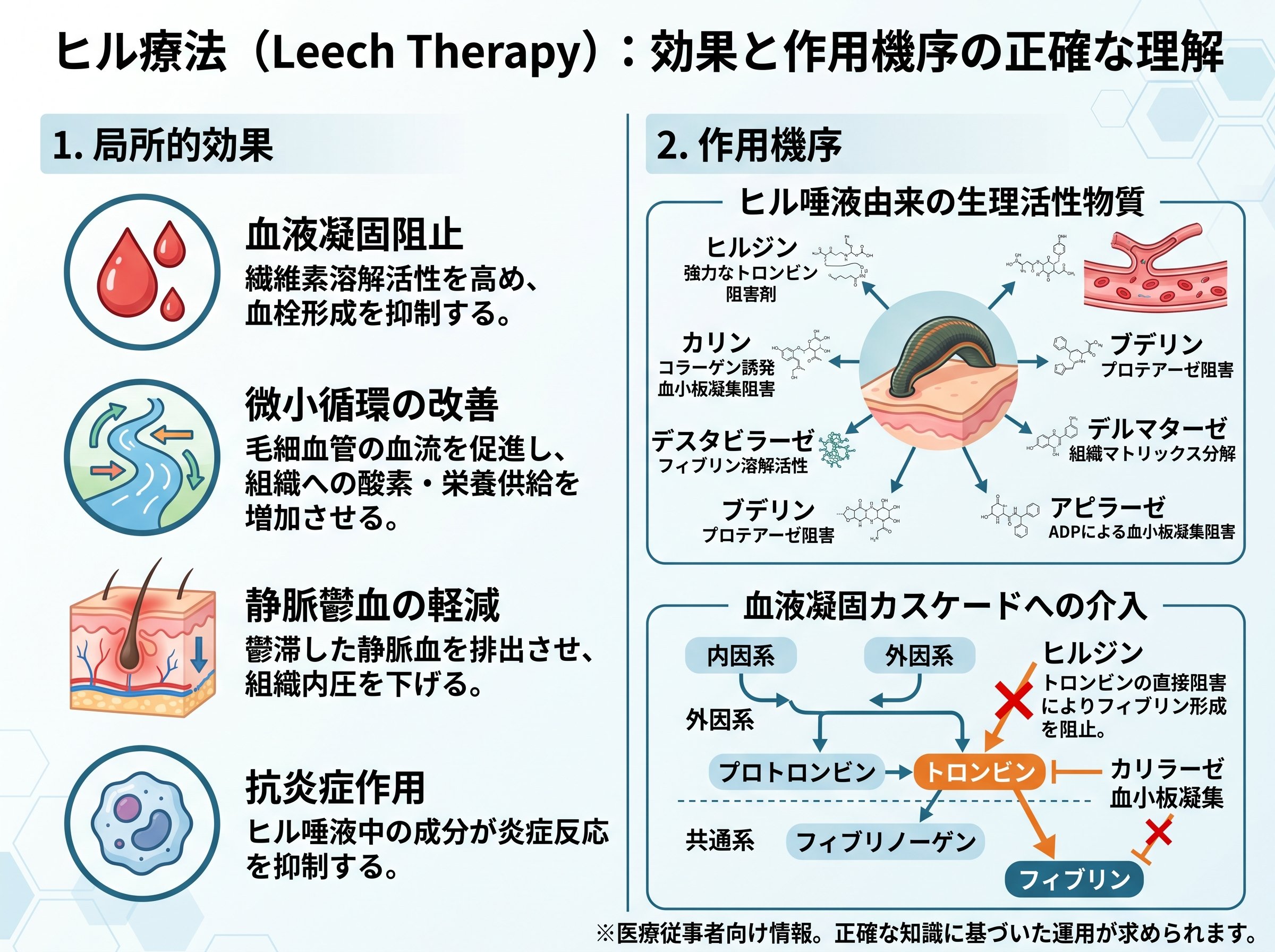 ヒル療法 効果と作用機序を正確に理解する