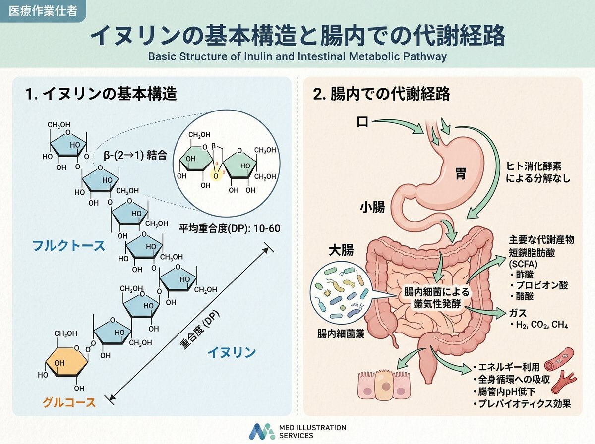 イヌリンの基本構造と腸内での代謝経路