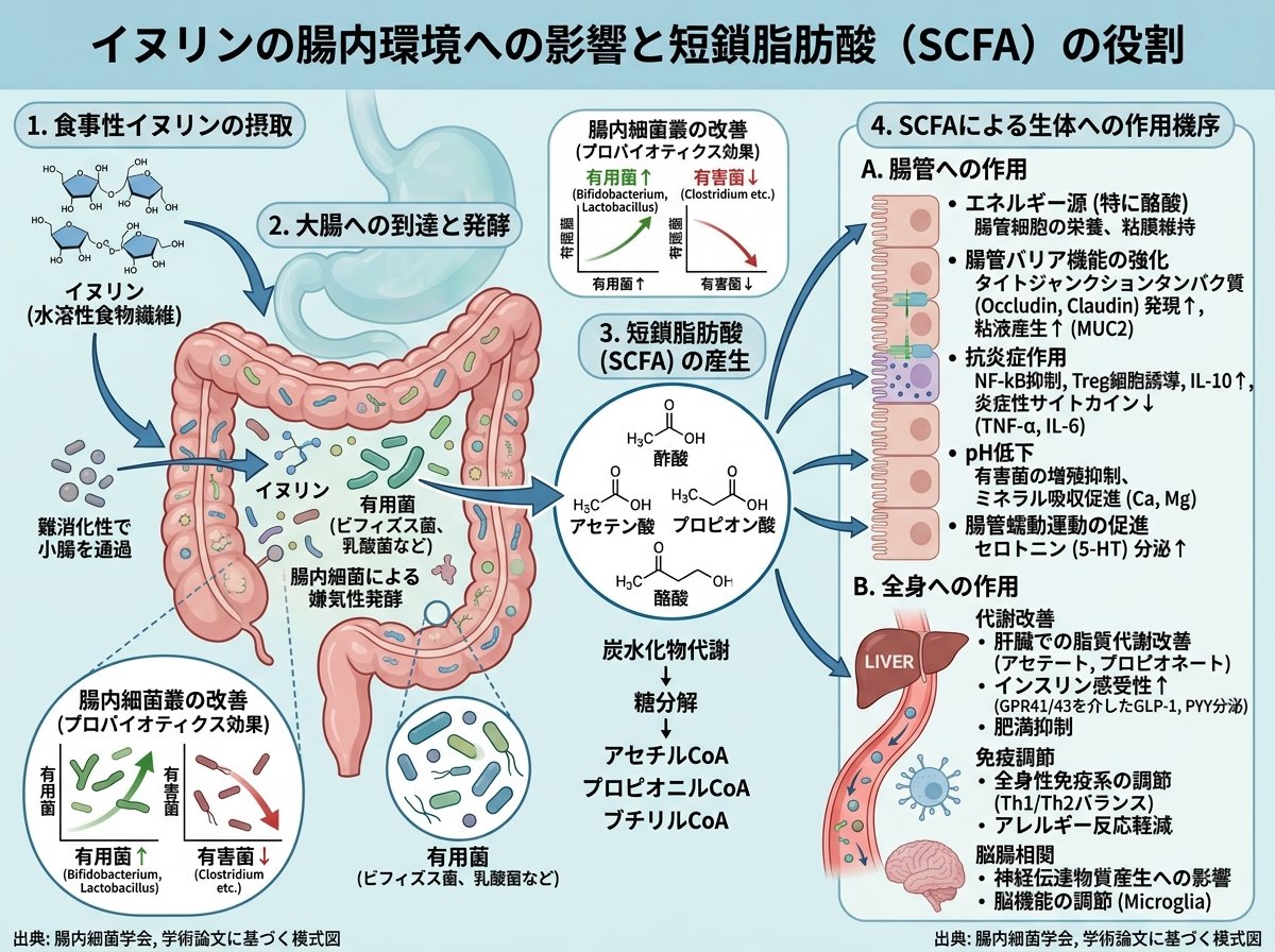 イヌリンが腸内環境に与える具体的な効果と短鎖脂肪酸の役割