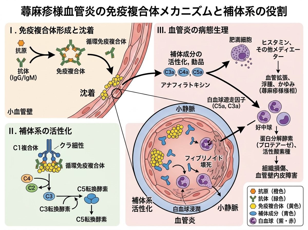 蕁麻疹様血管炎の免疫複合体メカニズムと補体系の役割