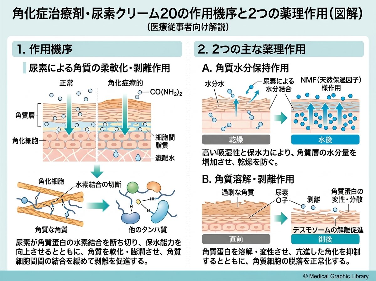 角化症治療剤・尿素クリーム20の作用機序と2つの薬理作用
