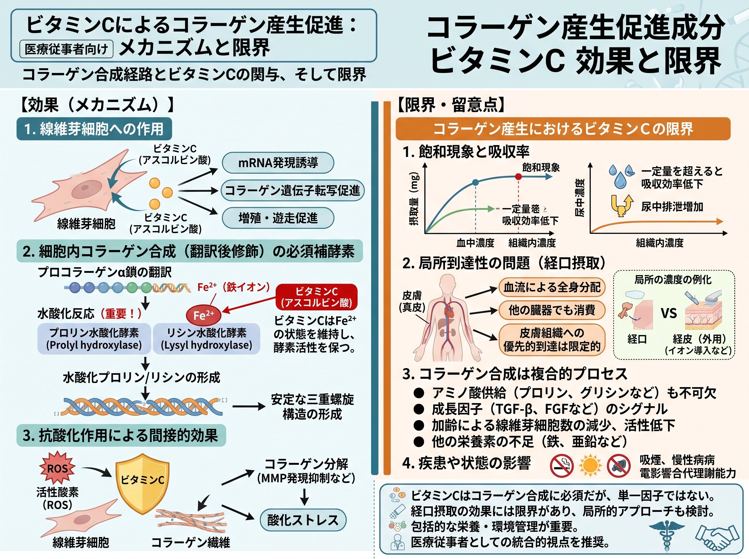 コラーゲン産生促進 成分 ビタミンC 効果と限界