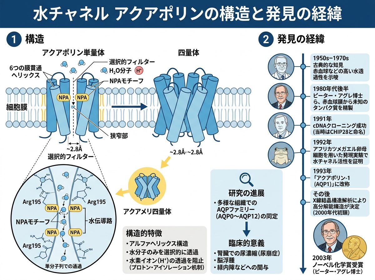 水チャネル アクアポリンの構造と発見の経緯
