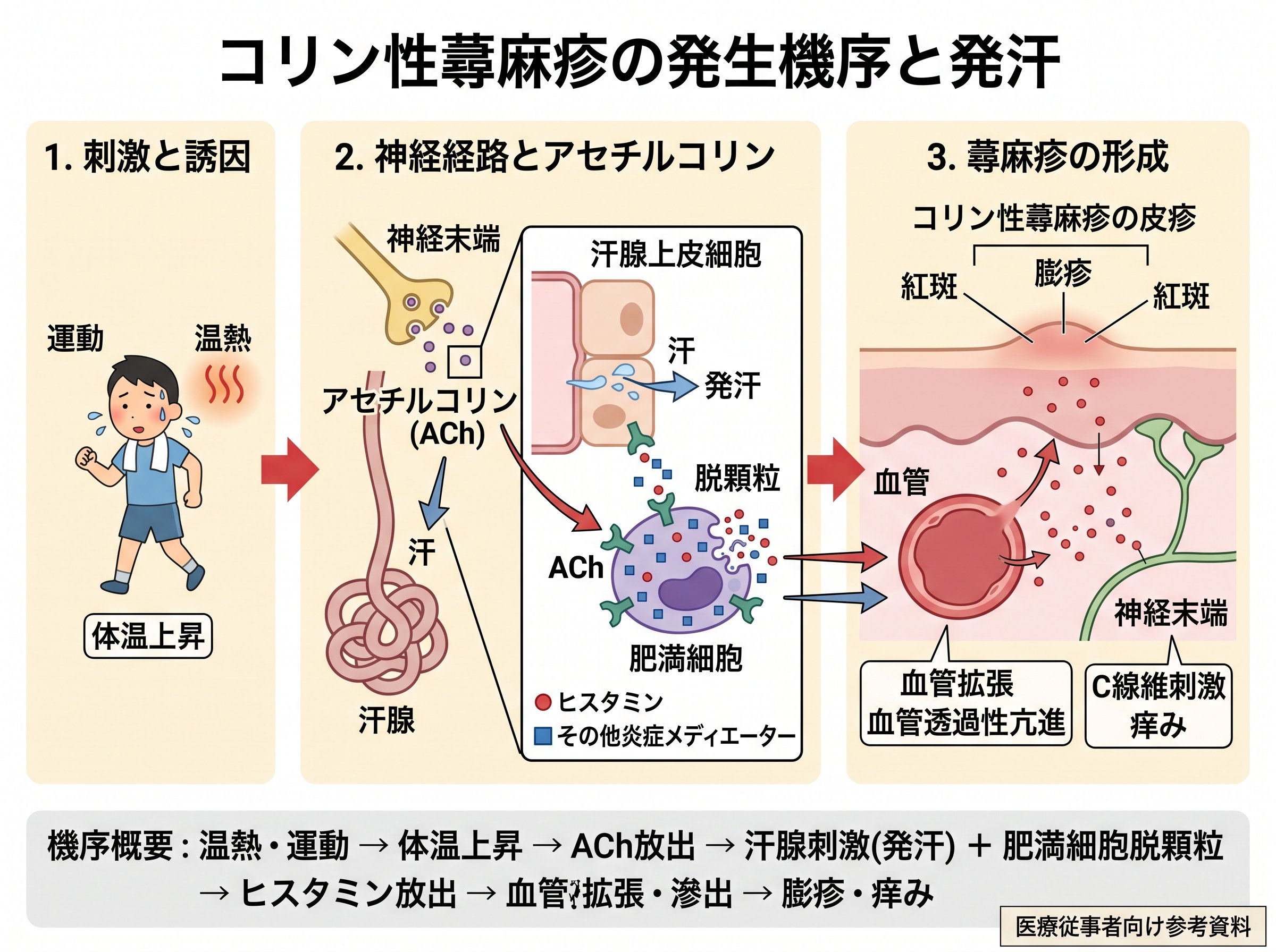熱蕁麻疹 原因 コリン性 蕁麻疹 発汗 メカニズム