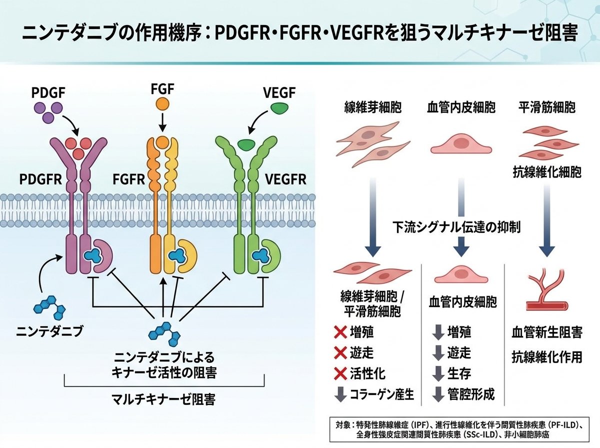 ニンテダニブの作用機序:PDGFR・FGFR・VEGFRを狙うマルチキナーゼ阻害とは