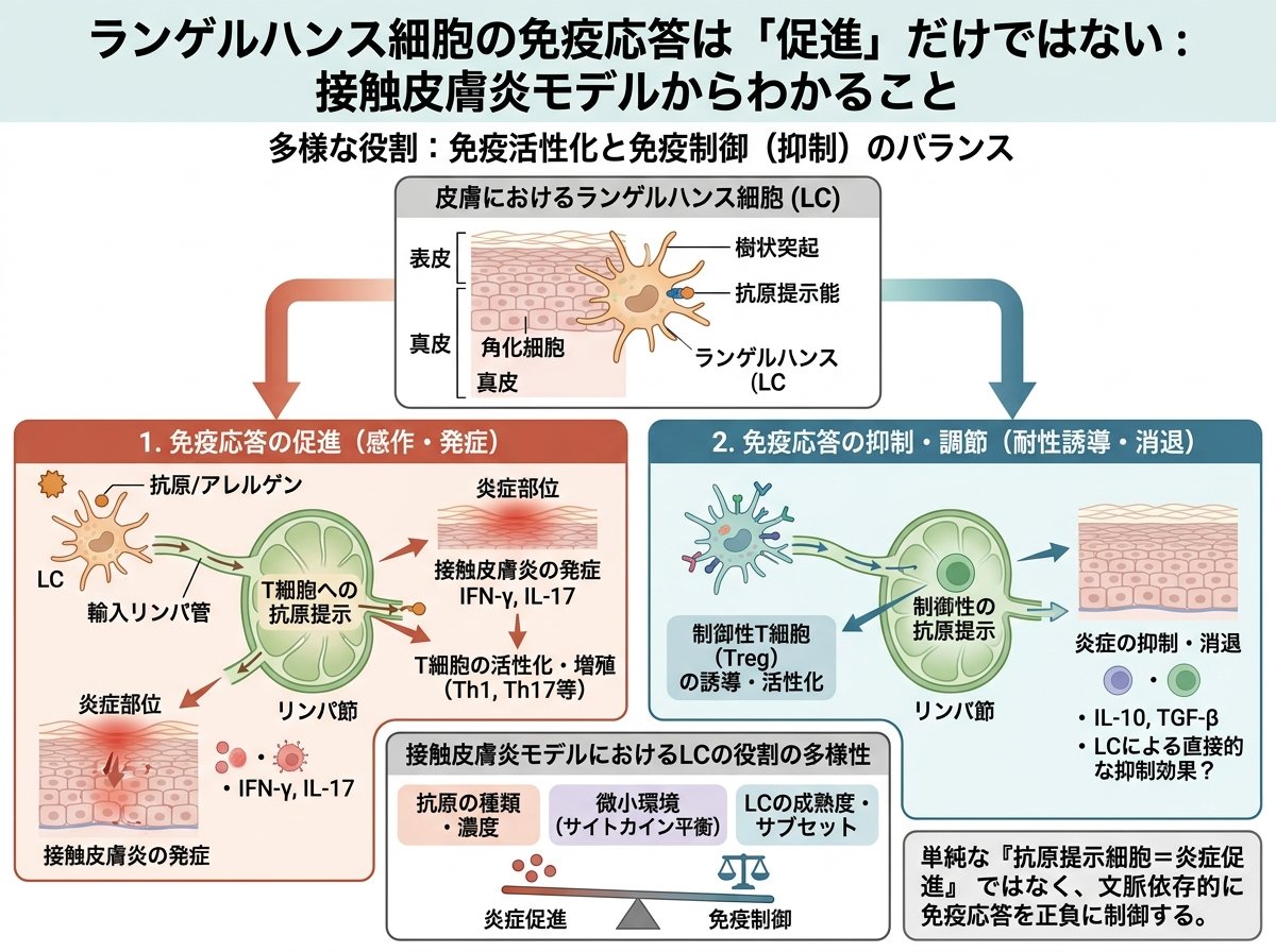 ランゲルハンス細胞の免疫応答は「促進」だけではない:接触皮膚炎モデルからわかること