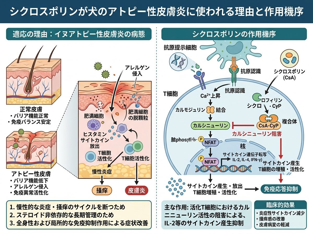 シクロスポリンが犬のアトピー性皮膚炎に使われる理由と作用機序