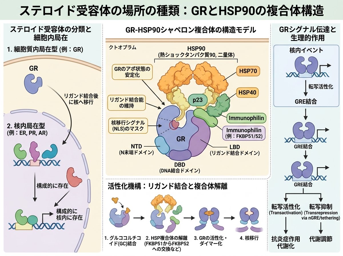 ステロイド受容体の場所の種類：GRとHSP90の複合体構造