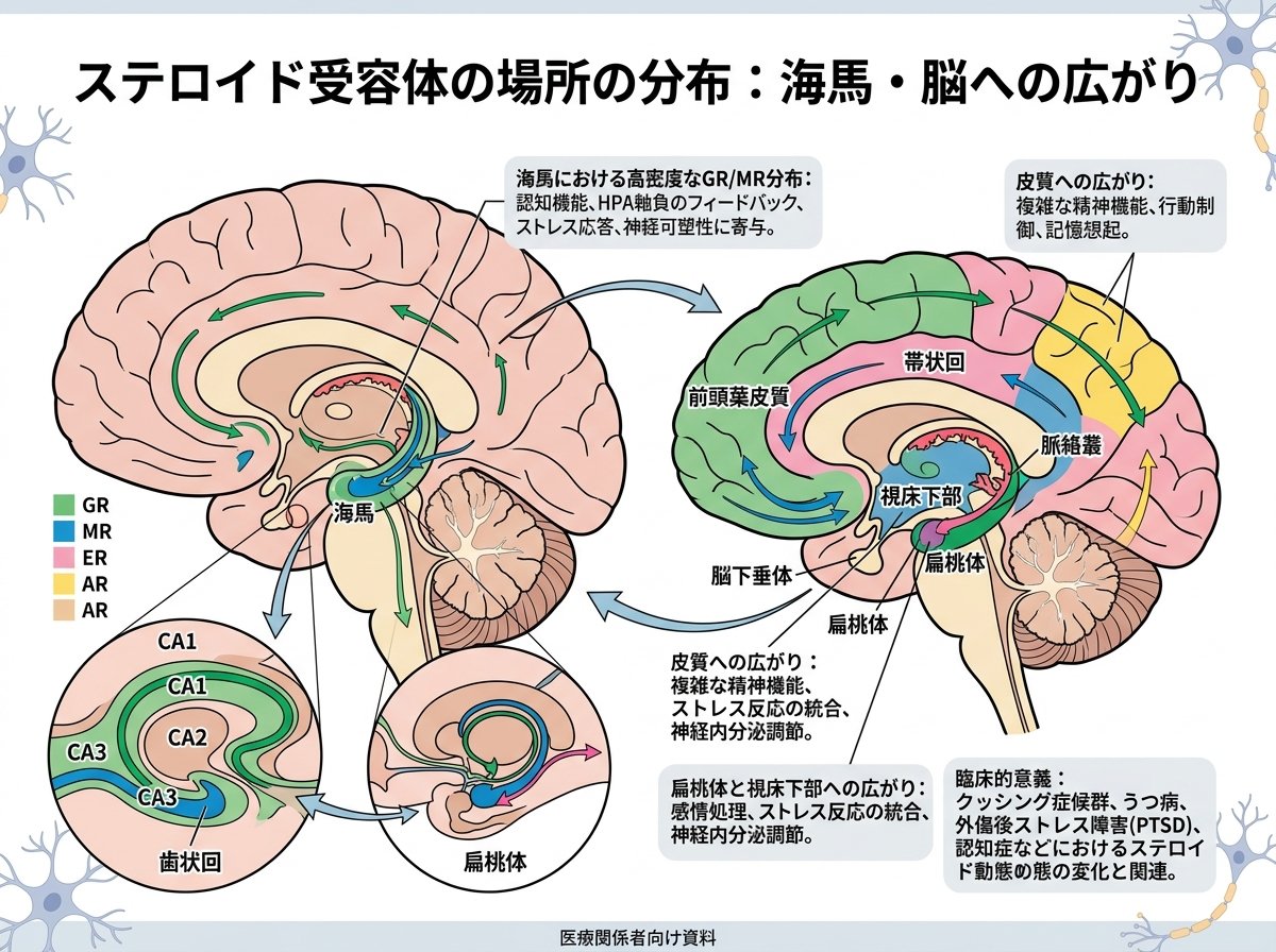 ステロイド受容体の場所の分布：海馬・脳への広がり