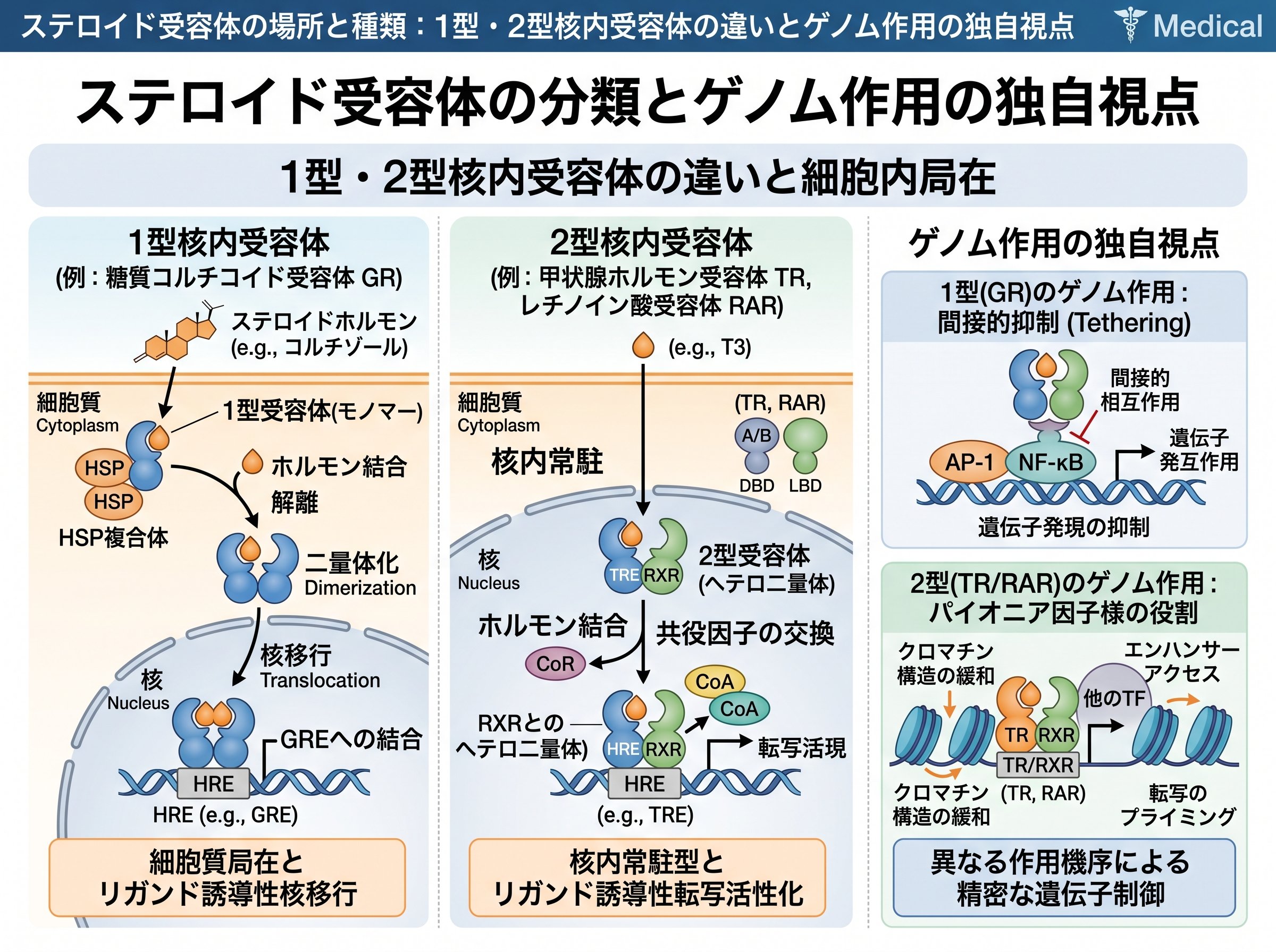 ステロイド受容体の場所と種類：1型・2型核内受容体の違いとゲノム作用の独自視点